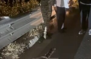 जालौन: बुंदेलखंड एक्सप्रेस वे पर अज्ञात वाहन ने तेंदुए को रौंदा, मौत