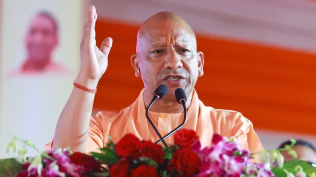 yogi