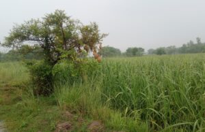 लखीमपुर खीरी में कहीं मध्यम तो कहीं तेज बारिश जारी IMG_20260702_092452677-2-1