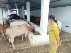 जौनपुर: बीडीओ ने गौशाला का किया औचक निरीक्षण 1000013017-1
