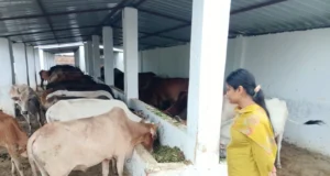 जौनपुर: बीडीओ ने गौशाला का किया औचक निरीक्षण 1000013017-1