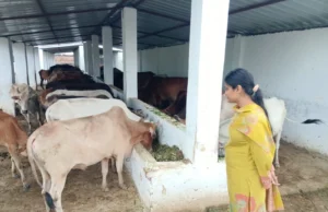 जौनपुर: बीडीओ ने गौशाला का किया औचक निरीक्षण 1000013017-1