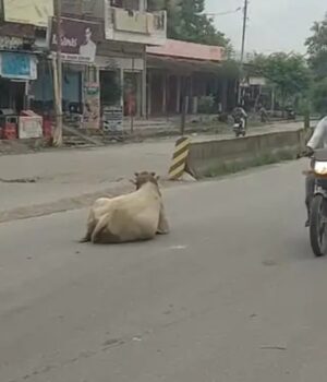 जौनपुर: सड़कों पर आवारा पशु, हादसे का खतरा 1000932368-1