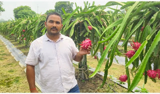 Jaunpur News ड्रैगन फ्रूट की खेती से बदलापुर में किसानों को नई राह दिखा रहा बाबा बायोटेक रिसर्च सेंटर 1001710525