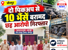 Jaunpur news जौनपुर: दो पिकअप से क्रूरतापूर्वक लदी 10 भैंसें बरामद, छह आरोपी गिरफ्तार 1001744582