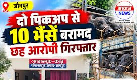 Jaunpur news जौनपुर: दो पिकअप से क्रूरतापूर्वक लदी 10 भैंसें बरामद, छह आरोपी गिरफ्तार 1001744582