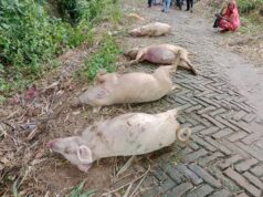 खेत में टूटकर गिरा बिजली का तार, करंट की चपेट में आने से 4 सूअरों की मौत